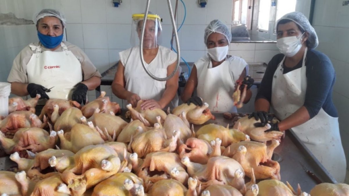Productores de pollos neuquinos en crisis por la gripe aviar