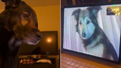 Los Romeo y Julieta perrunos que tienen una relación por redes