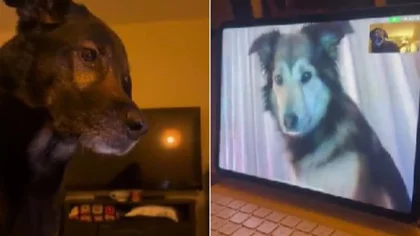 Los Romeo y Julieta perrunos que tienen una relación por redes