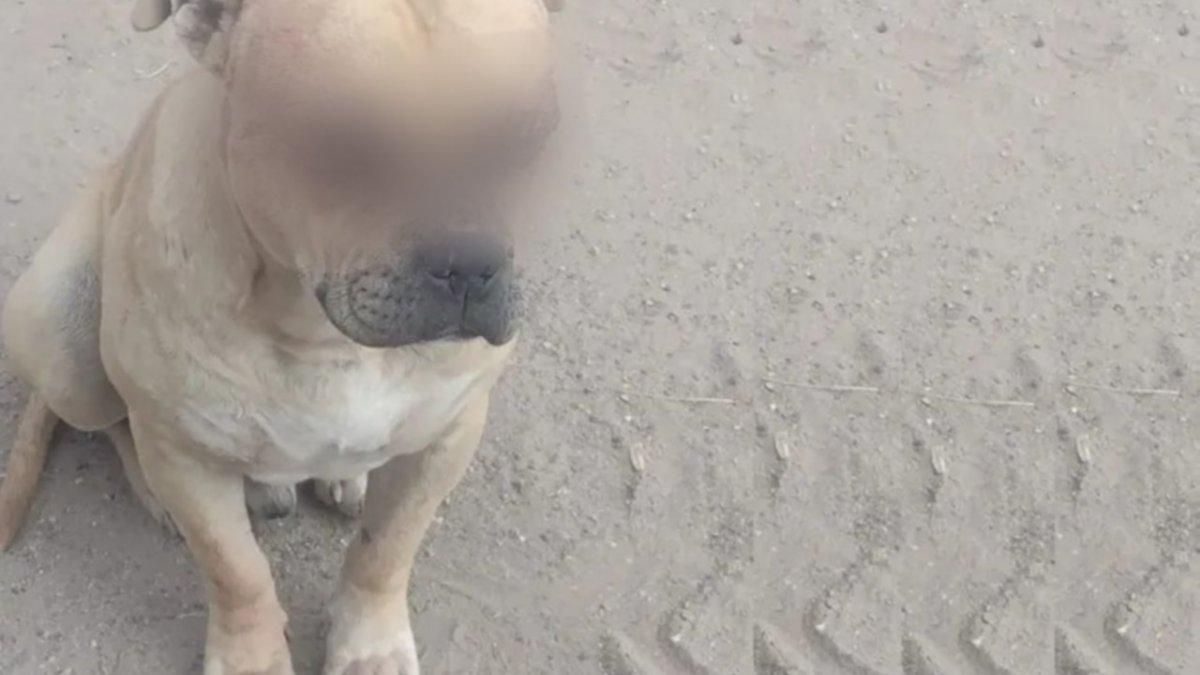 Violencia animal: agredieron cruelmente a un Pitbull en Neuquén