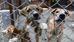 Maltrato animal: hubo 450 denuncias en apenas tres meses