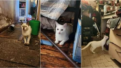 Horror: adoptaba gatos, los freezaba y los cocinaba en guisos