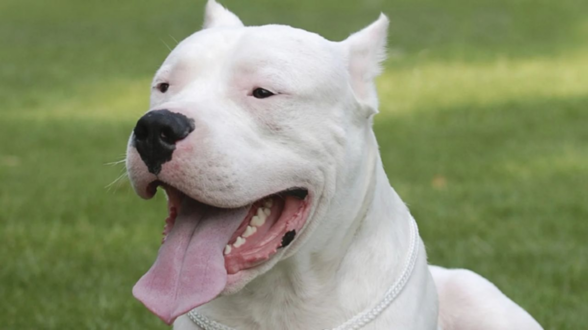 Crueldad: maltrató a su perro y subió el video a las redes