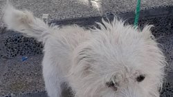 Indignante: votaron y "se olvidaron" el perro en la escuela