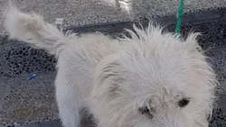 Indignante: votaron y "se olvidaron" el perro en la escuela