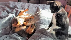Buscan considerar legalmente "familia" a las mascotas