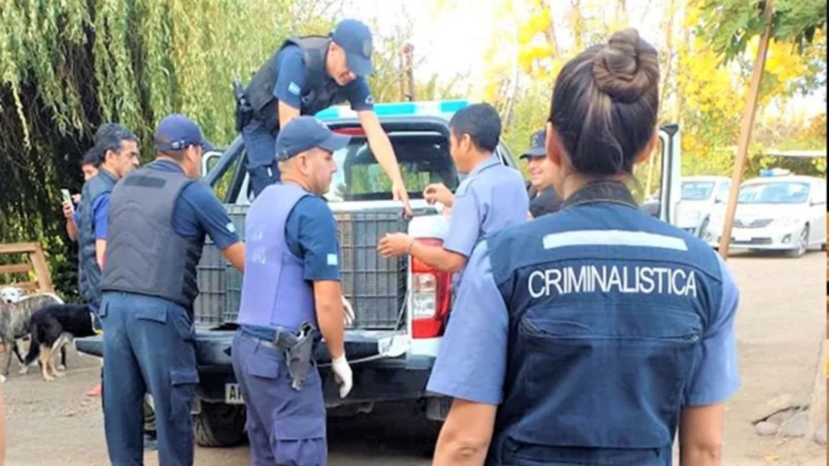 Secuestraron gallos utilizados en peleas clandestinas