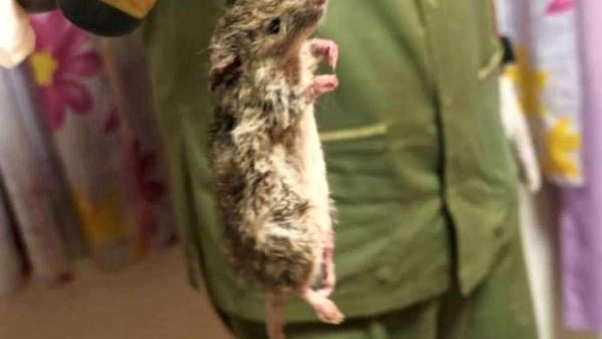 ¡Tremendo! Encontraron una gran rata en la cocina del hospital