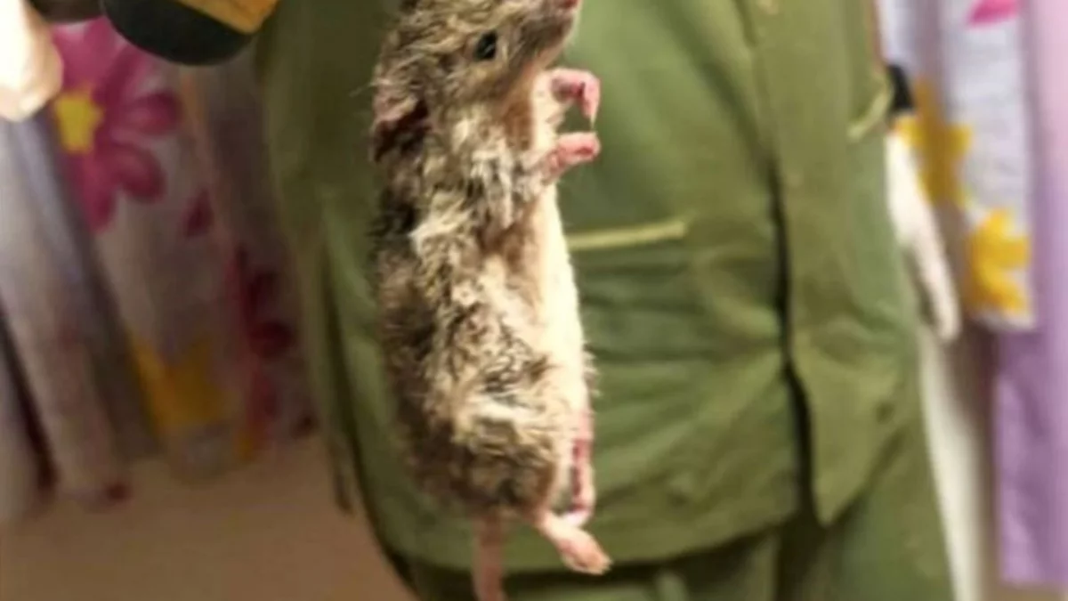 ¡Tremendo! Encontraron una gran rata en la cocina del hospital