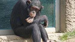 Ordenaron trasladar al chimpancé Toti a un santuario