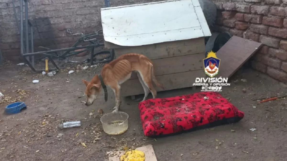 Barrio Don Bosco: así tenían un perro en el patio de la casa