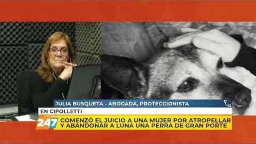 Mató a una perrita y pidió disculpas (no le alcanzó)