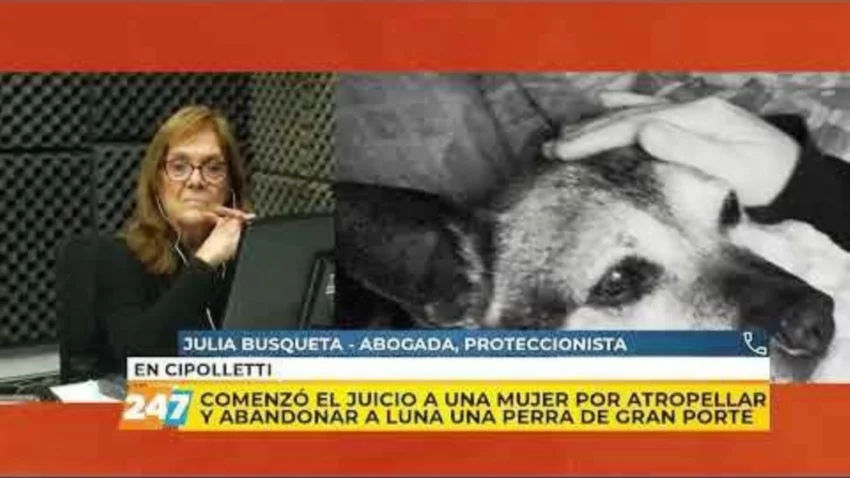 Mató a una perrita y pidió disculpas (no le alcanzó)