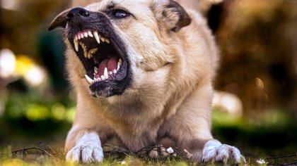 Condenaron al dueño de un perro agresivo