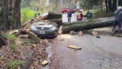 Temporal: el viento voló techos y tiró árboles en Neuquén