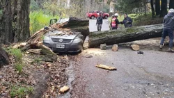 Temporal: el viento voló techos y tiró árboles en Neuquén