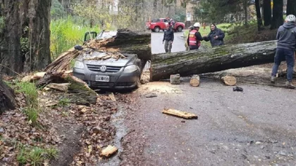 Temporal: el viento voló techos y tiró árboles en Neuquén