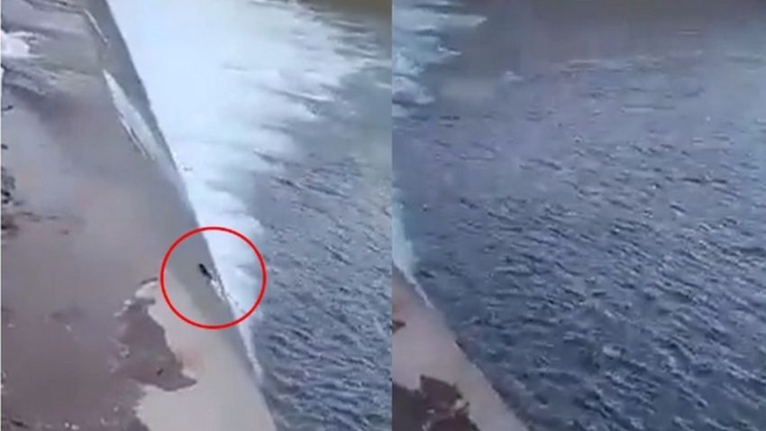 Video: truchas luchan por su vida al chocar con una pared de cemento