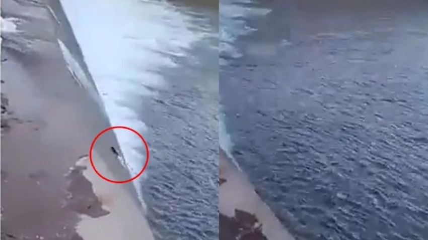 Video: truchas luchan por su vida al chocar con una pared de cemento