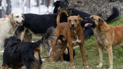 Fue atacada por 12 perros y está internada en grave estado
