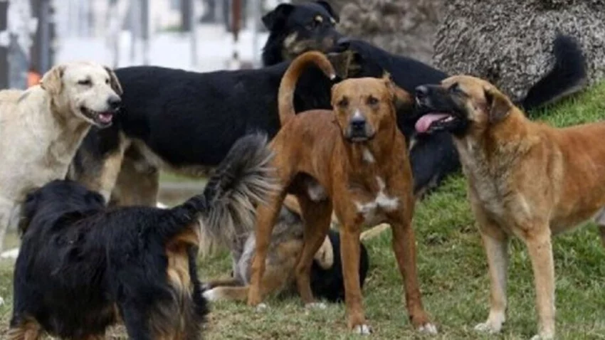 Fue atacada por 12 perros y está internada en grave estado