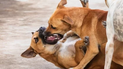 Defendió a un perrito y lo atacó la jauría del country