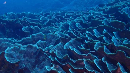 Nuevo acuerdo protege áreas clave de ecosistemas marinos vitales