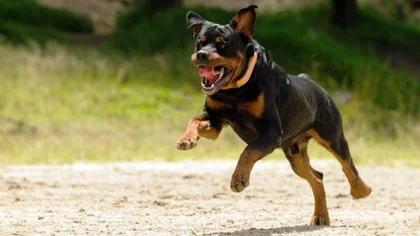 Más peligroso que Rottweiler en el gallinero