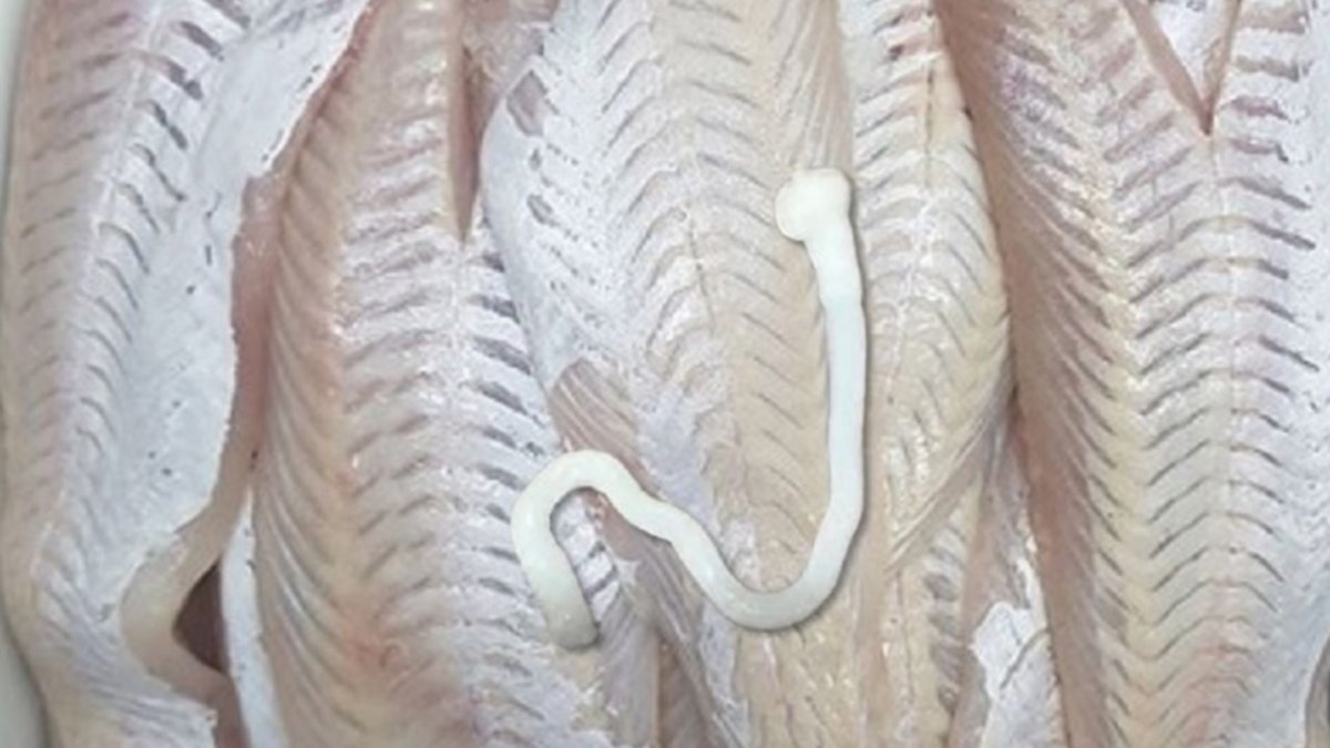 Encontró un enorme gusano en el pescado recién comprado