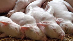 Triquinosis: recomendaciones al consumir y comprar carne porcina