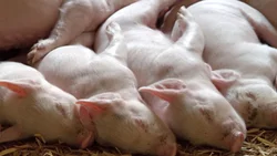 Triquinosis: recomendaciones al consumir y comprar carne porcina