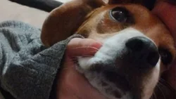 Buscaban a su perro y estaba preso en la comisaría