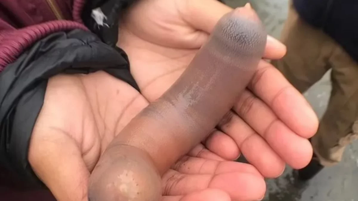 La tremenda invasión de "peces pene" en una playa argentina