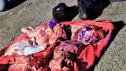 En un allanamiento encontraron dos vacas recién faenadas