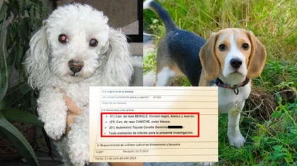 Impresionante operativo policial para recuperar dos perritos