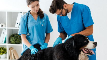 Día del Veterinario: ¿Por qué se celebra el 6 de agosto?