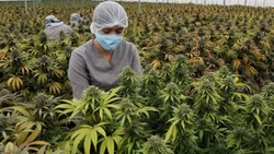 Reglamentaron la ley de cannabis: ¿Qué licencias se podrán adquirir?