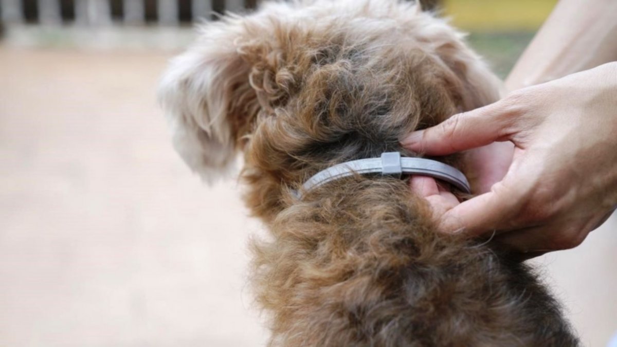 Se separaron y acordaron la “tenencia” de los perros