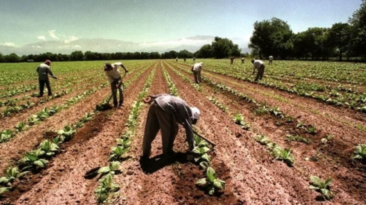 Lanzaron beneficios por trabajos temporarios y agropecuarios