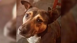 Formularon cargos contra padre e hijo por maltrato animal