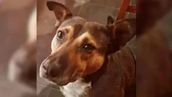 Formularon cargos contra padre e hijo por maltrato animal