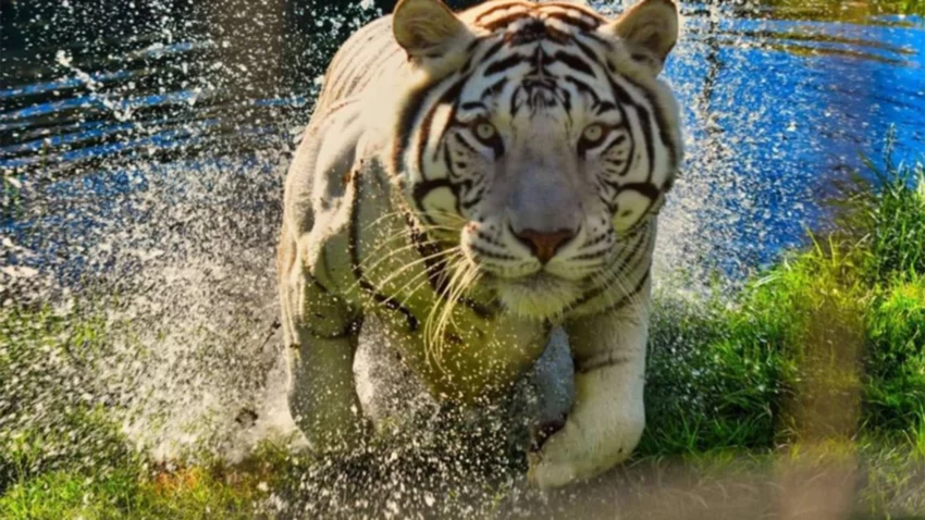 Entraron a robar a la jaula de los tigres de Bubalcó