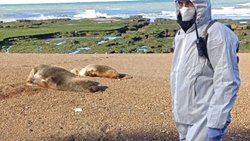 Ya son más de 100 los lobos marinos muertos en la costa rionegrina