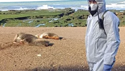Ya son más de 100 los lobos marinos muertos en la costa rionegrina