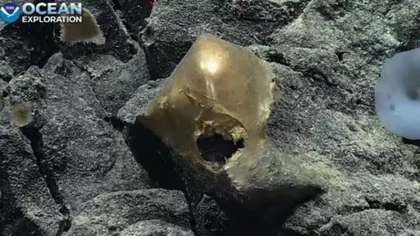¿Qué se sabe del "huevo dorado" encontrado en el fondo del mar?