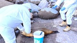 Analizan quemar los lobos marinos muertos por gripe aviar