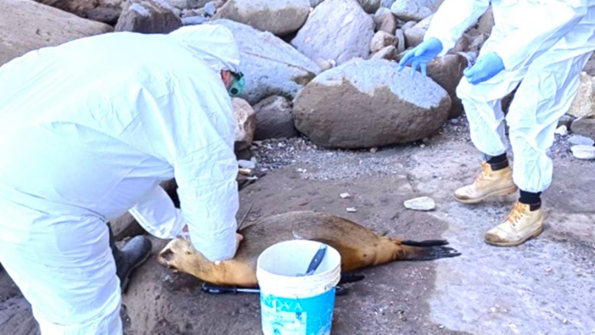 Analizan quemar los lobos marinos muertos por gripe aviar