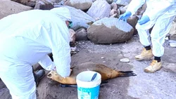 Analizan quemar los lobos marinos muertos por gripe aviar