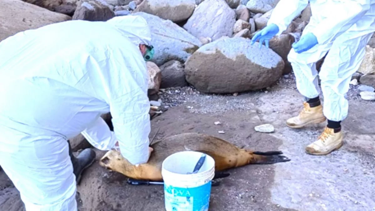 Analizan quemar los lobos marinos muertos por gripe aviar