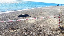 Tras una prueba piloto, descartaron quemar los lobos marinos